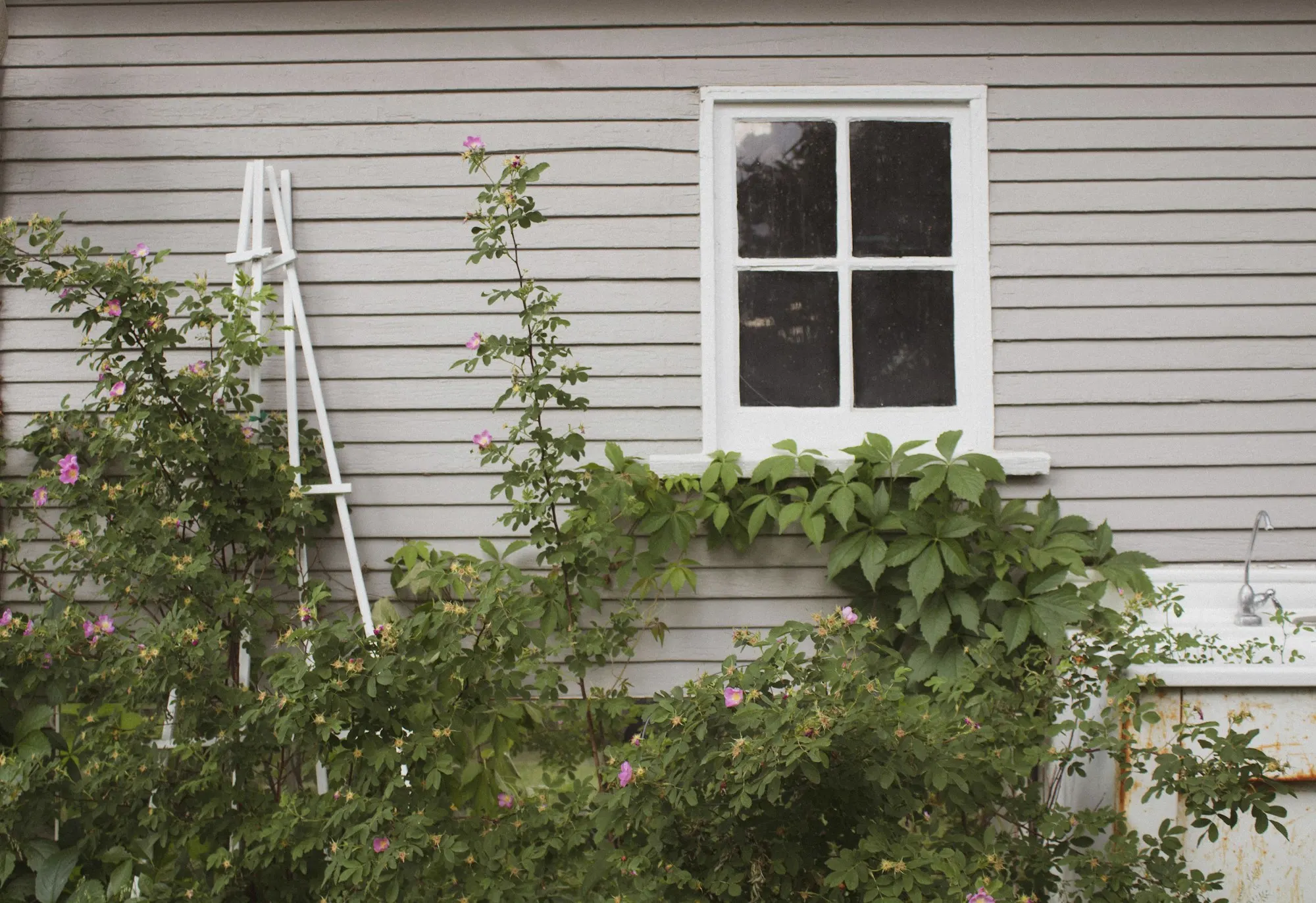 Jardin avant intervention